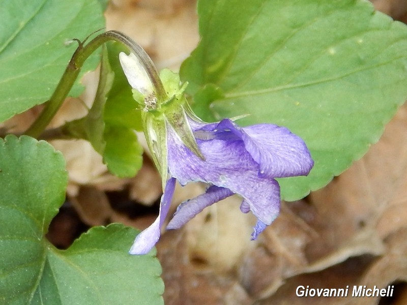 Parco del Ticino - Viola riviniana